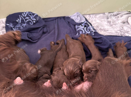 Cocker spaniel puppies