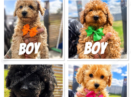 Beautiful Toy Poodle Puppies !!READY NOW!!