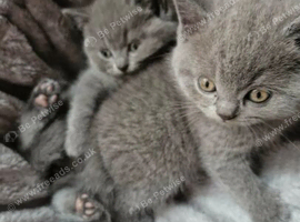 Stunning Full pedigree BSH KITTENS