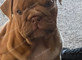 Stunning English bulldog