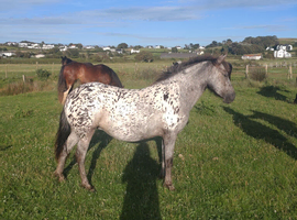 2yr old spotted filly