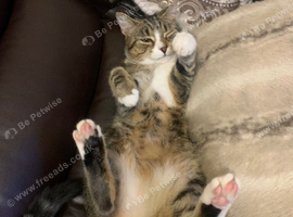 Zola domesticshorthair