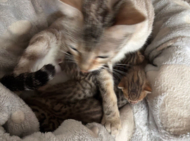 Stunning brown spot kittens