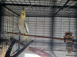 Healthy Cockatiels For Sale &ndash; Proven Breeders