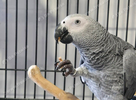 African grey 11 months