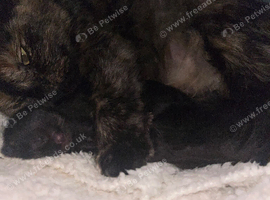 2 gorgeous fluffy British long hair kittens