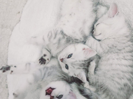 British shorthair kittens