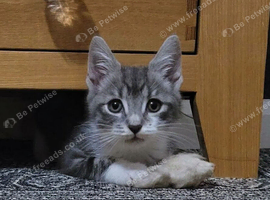9 week old