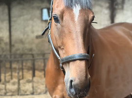 16hh 8yr Chunky tb mare for sale