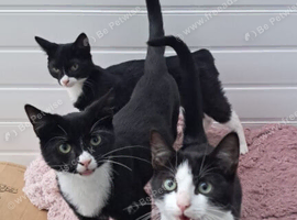 kittens