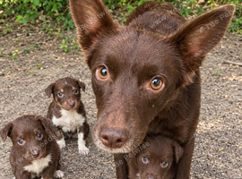 Australian Kelpie x Collie Puppies
