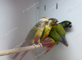 Conure