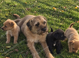 Border terrier x Staffordshire puppies for sale