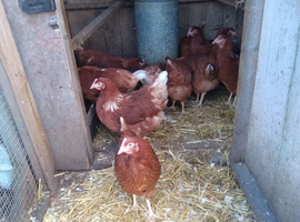 Point of lay hens.