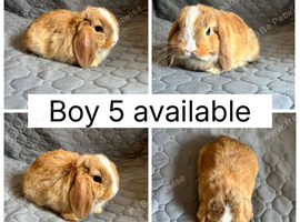 2 beautiful baby mini lops ready to reserve!