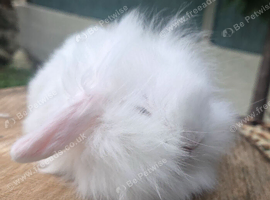 Super fluffy babys ready now teddywidders