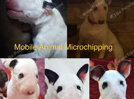 Dog and cat microchipping