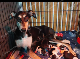 Lurcher pups first cross saluki