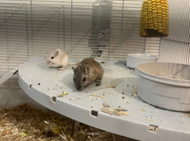 2 male gerbils
