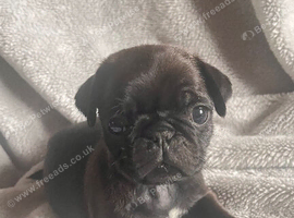 Stunning KC registered pug puppies