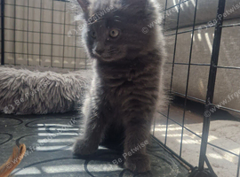 4 Gorgeous kittens