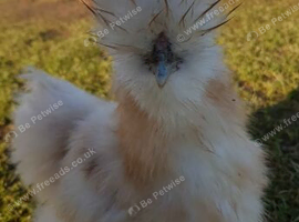 Bearded silkies hatching eggs