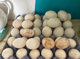 Silkie/Bantam/ frizzle Hatching eggs