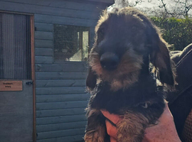Wirehair Dachshunds