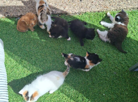 Kittens