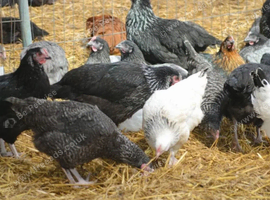 Peid ranger eggs layer for sale