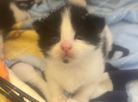 Black and white ragdoll mix kittens &pound;55
