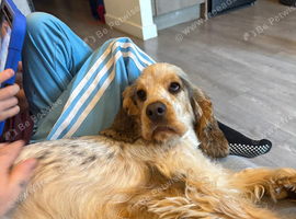 Show cocker spaniel