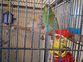 Green Parrotlet for sale