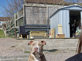 American bulldog for rehoming