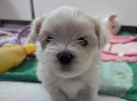Maltese puppies