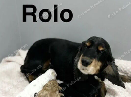 Beautiful cockapoo girls and boys available