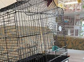 Proven pair of finches