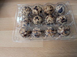 Fertile Italian Quail Hatching Egg's