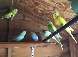 Baby budgies