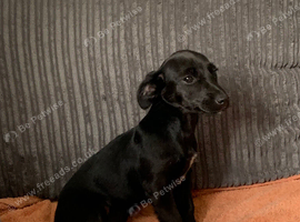 Sad sale of tiny our beautiful little jackrussel cross Yorkie