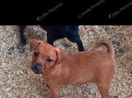 Patterdale puppies