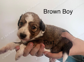 Lassie/Border Collie X Toy Poodle