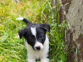 Collie pups