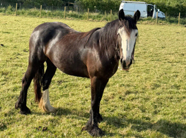 Filly for sale