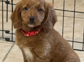 Beautiful Cockapoo x puppys