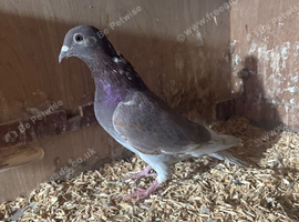 &pound;20 for 2 racing pigeons. Both reds.