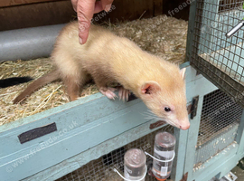 Hob ferrets