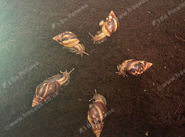 Mixed invertebrates (READ DESCRIPTION)