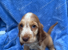 Show Cocker Spaniels looking for Homes