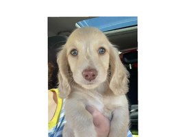 ee Cream or Red Miniature L/H Dachshunds